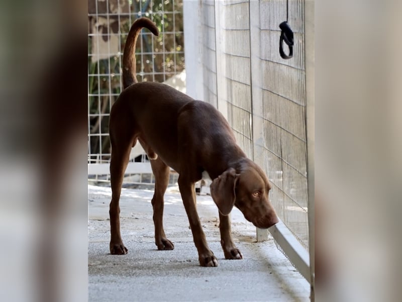 Liebevoller Labby Mix CHOCO sucht ein Zuhause!