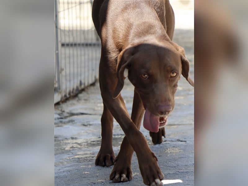 Liebevoller Labby Mix CHOCO sucht ein Zuhause!