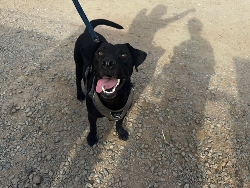 Lucignolo: der beste Freund für deinen Hund