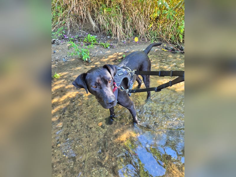 Lucignolo: der beste Freund für deinen Hund