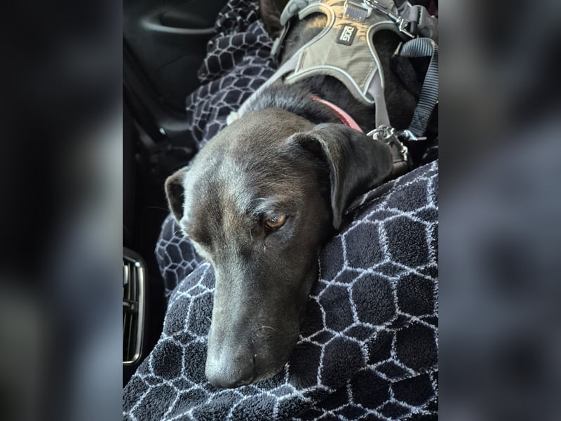 Lucignolo: der beste Freund für deinen Hund