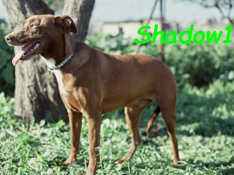 Shadow1 10/2021 (ESP) - liebevoller und sozialer Labrador-Podenco-Mix, ein treuer Menschenfreund!