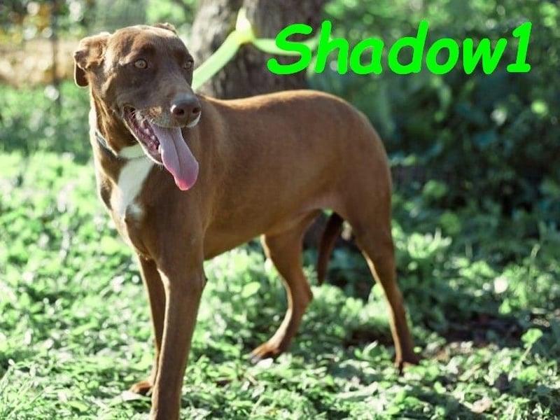 Shadow1 10/2021 (ESP) - liebevoller und sozialer Labrador-Podenco-Mix, ein treuer Menschenfreund!