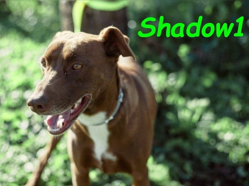 Shadow1 10/2021 (ESP) - liebevoller und sozialer Labrador-Podenco-Mix, ein treuer Menschenfreund!