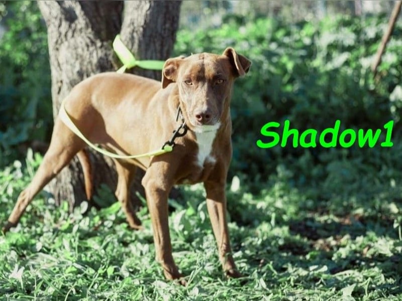 Shadow1 10/2021 (ESP) - liebevoller und sozialer Labrador-Podenco-Mix, ein treuer Menschenfreund!