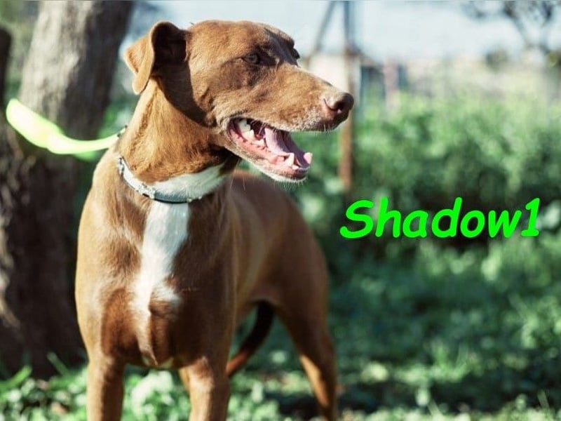 Shadow1 10/2021 (ESP) - liebevoller und sozialer Labrador-Podenco-Mix, ein treuer Menschenfreund!