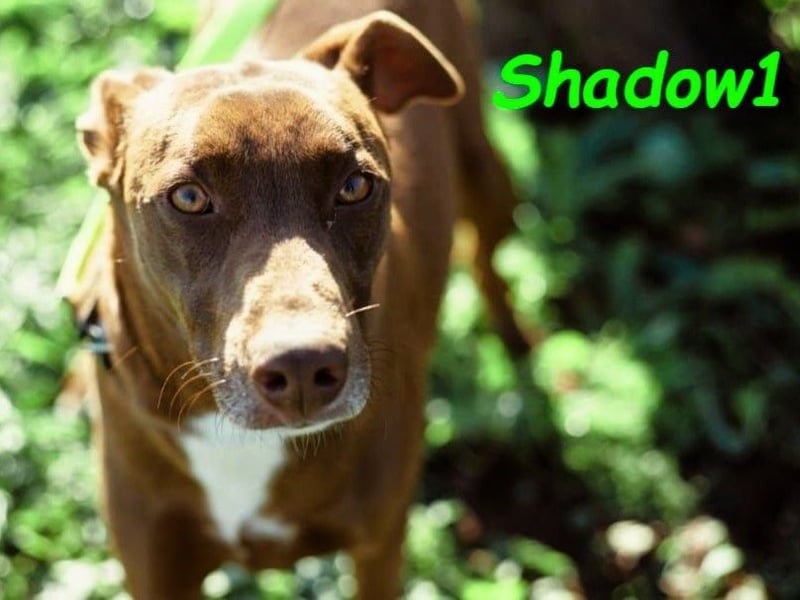 Shadow1 10/2021 (ESP) - liebevoller und sozialer Labrador-Podenco-Mix, ein treuer Menschenfreund!