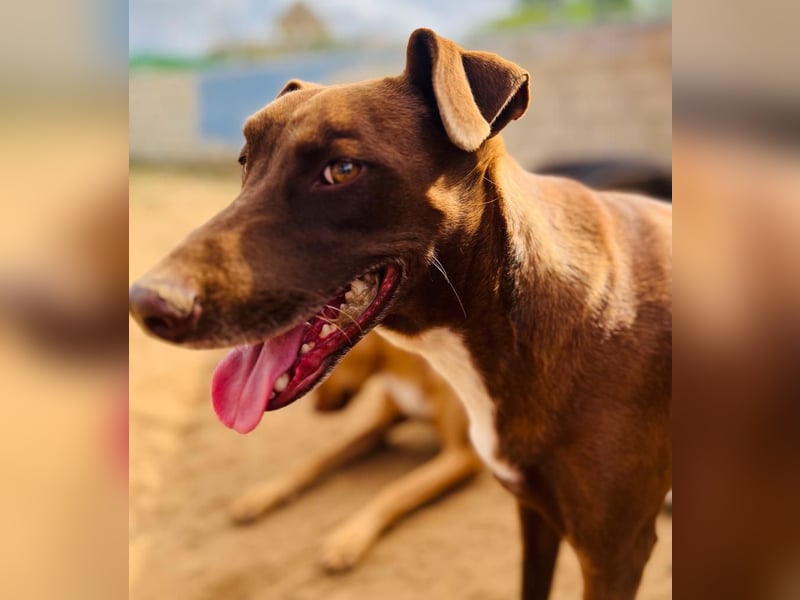 Shadow1 10/2021 (ESP) - liebevoller und sozialer Labrador-Podenco-Mix, ein treuer Menschenfreund!