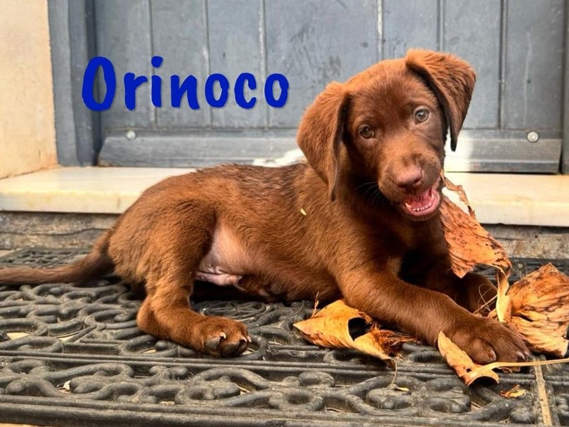 Orinoco geb. 03/2025 (ESP) - aufgeweckter Labrador-Mix Welpe!