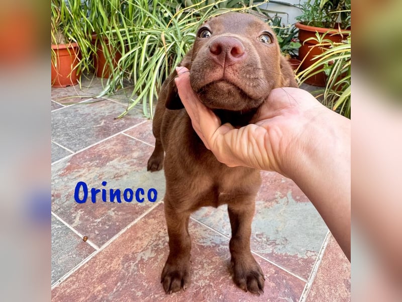 Orinoco geb. 03/2025 (ESP) - aufgeweckter Labrador-Mix Welpe!
