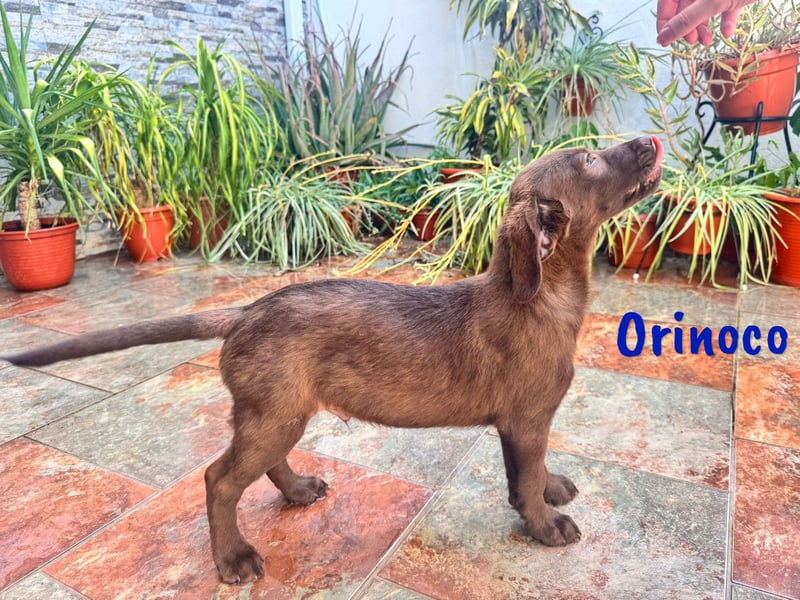 Orinoco geb. 03/2025 (ESP) - aufgeweckter Labrador-Mix Welpe!