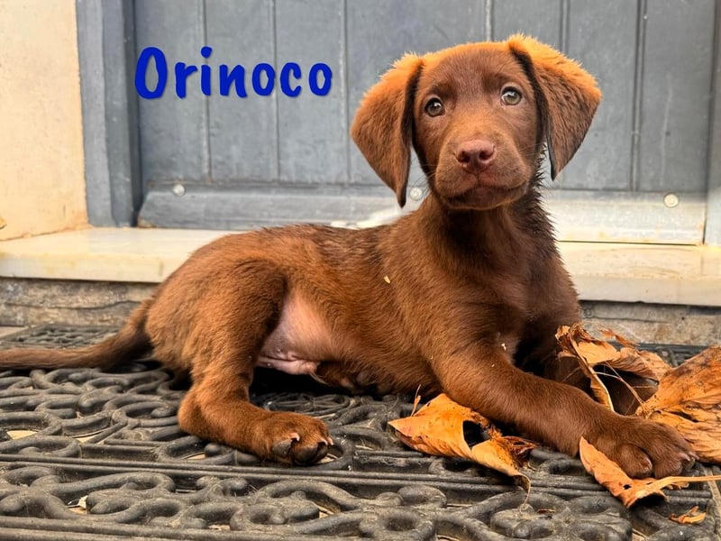 Orinoco geb. 03/2025 (ESP) - aufgeweckter Labrador-Mix Welpe!