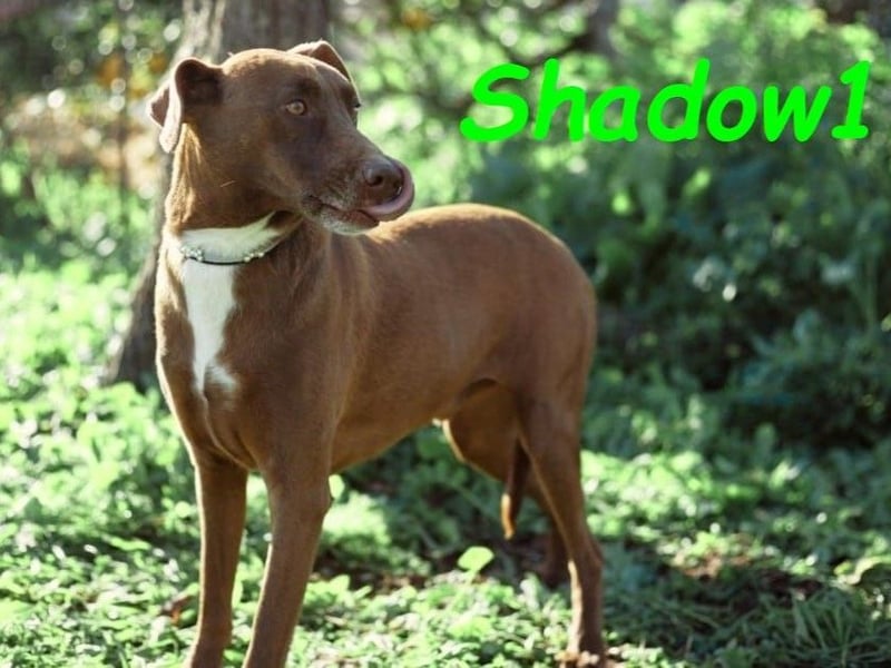 Shadow1 10/2021 (ESP) - liebevoller und sozialer Labrador-Podenco-Mix, ein treuer Menschenfreund!
