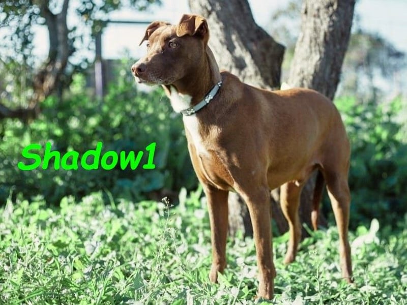 Shadow1 10/2021 (ESP) - liebevoller und sozialer Labrador-Podenco-Mix, ein treuer Menschenfreund!