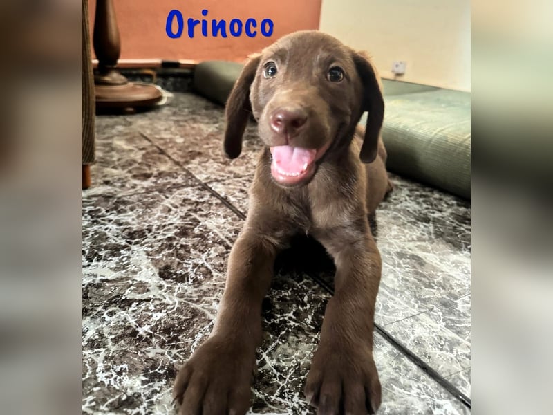 Orinoco geb. 03/2025 (ESP) - aufgeweckter Labrador-Mix Welpe!