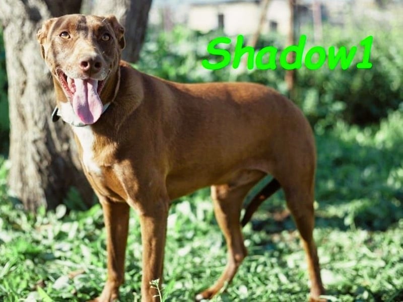 Shadow1 10/2021 (ESP) - liebevoller und sozialer Labrador-Podenco-Mix, ein treuer Menschenfreund!