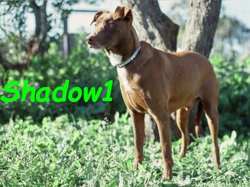 Shadow1 10/2021 (ESP) - liebevoller und sozialer Labrador-Podenco-Mix, ein treuer Menschenfreund!