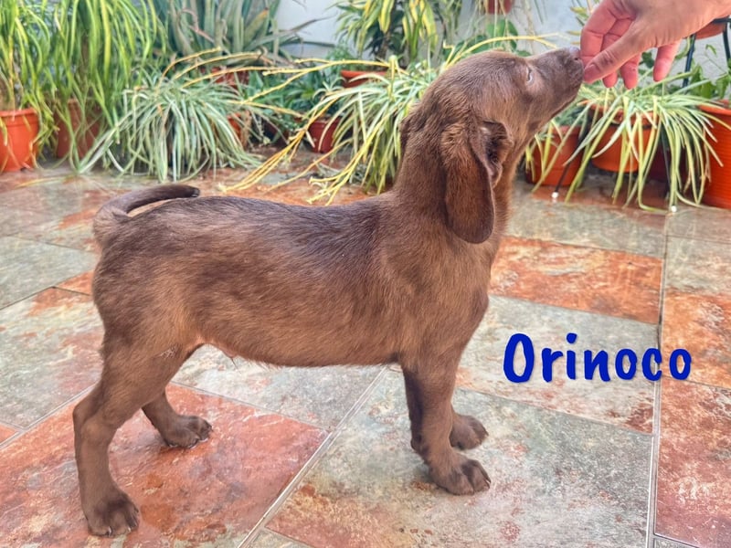 Orinoco geb. 03/2025 (ESP) - aufgeweckter Labrador-Mix Welpe!