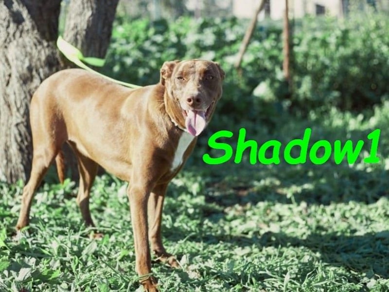 Shadow1 10/2021 (ESP) - liebevoller und sozialer Labrador-Podenco-Mix, ein treuer Menschenfreund!
