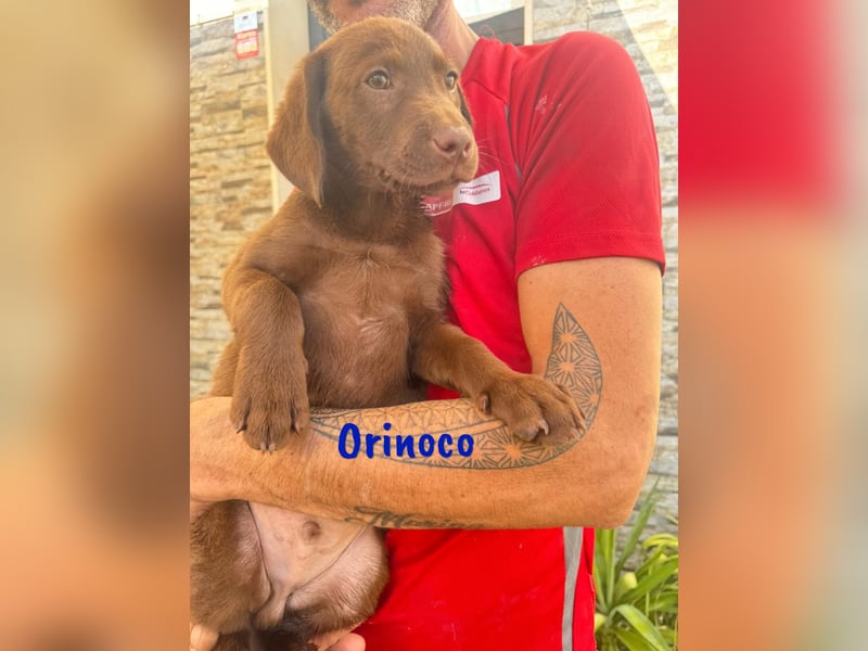 Orinoco geb. 03/2025 (ESP) - aufgeweckter Labrador-Mix Welpe!