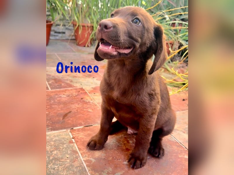 Orinoco geb. 03/2025 (ESP) - aufgeweckter Labrador-Mix Welpe!