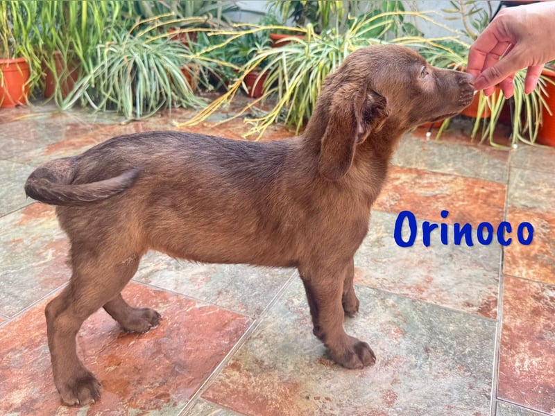 Orinoco geb. 03/2025 (ESP) - aufgeweckter Labrador-Mix Welpe!