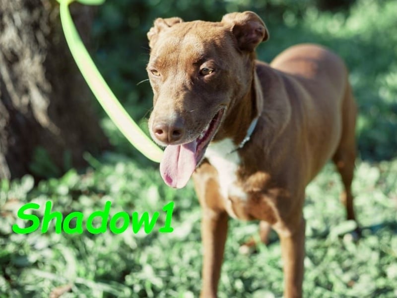 Shadow1 10/2021 (ESP) - liebevoller und sozialer Labrador-Podenco-Mix, ein treuer Menschenfreund!