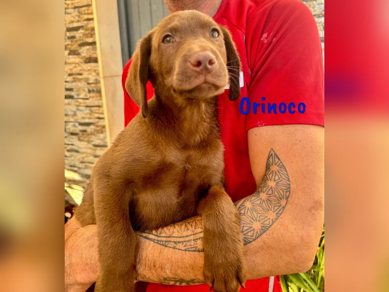 Orinoco geb. 03/2025 (ESP) - aufgeweckter Labrador-Mix Welpe!