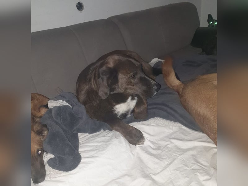 Rex ein lieber Kerl