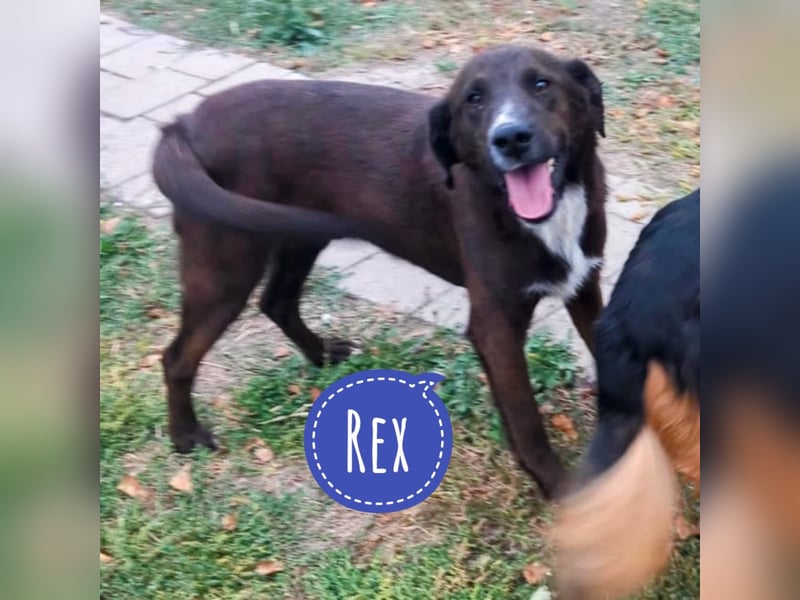 Rex ein lieber Kerl