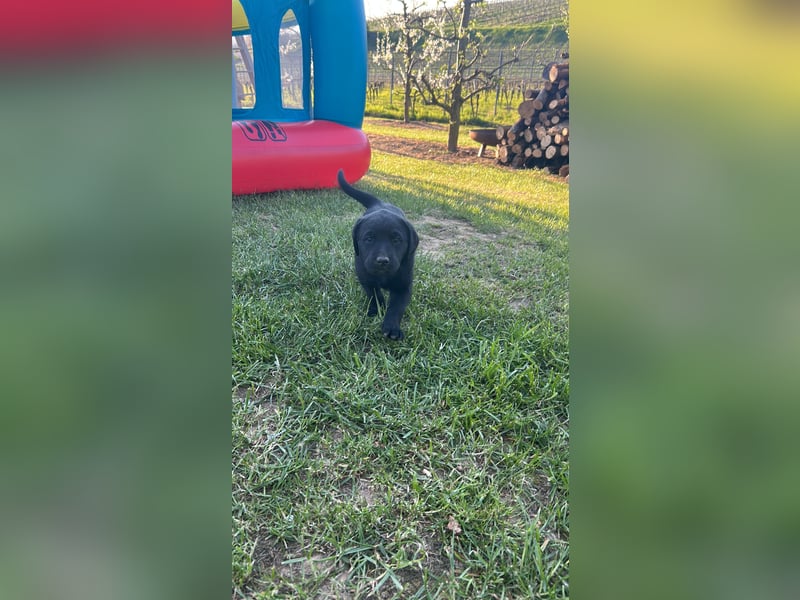 Labrador Welpe schwarz