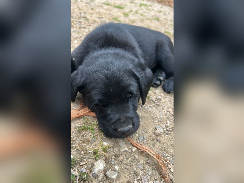 Labrador Welpe schwarz