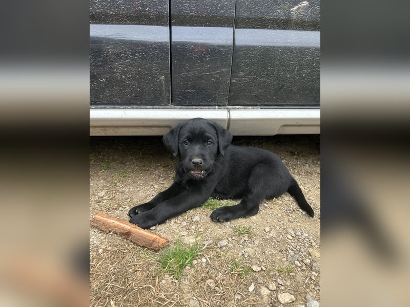 Labrador Welpe schwarz
