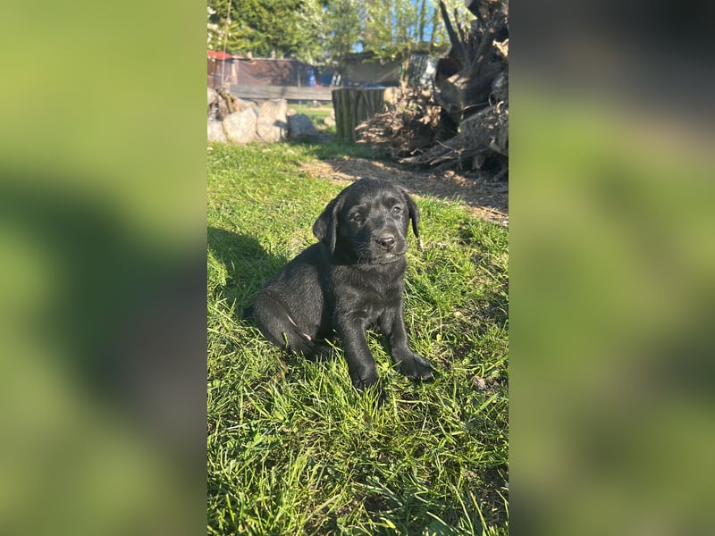 Labrador Welpe schwarz