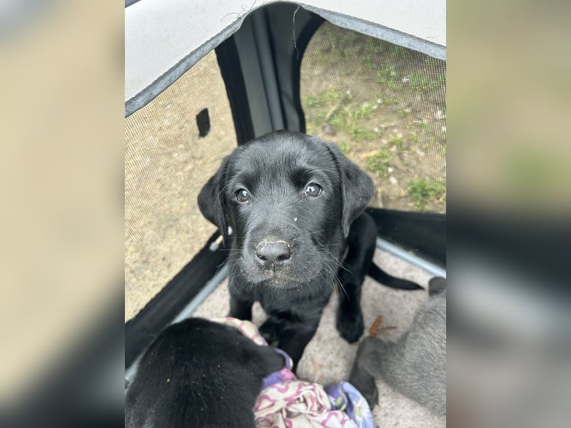 Labrador Welpe schwarz