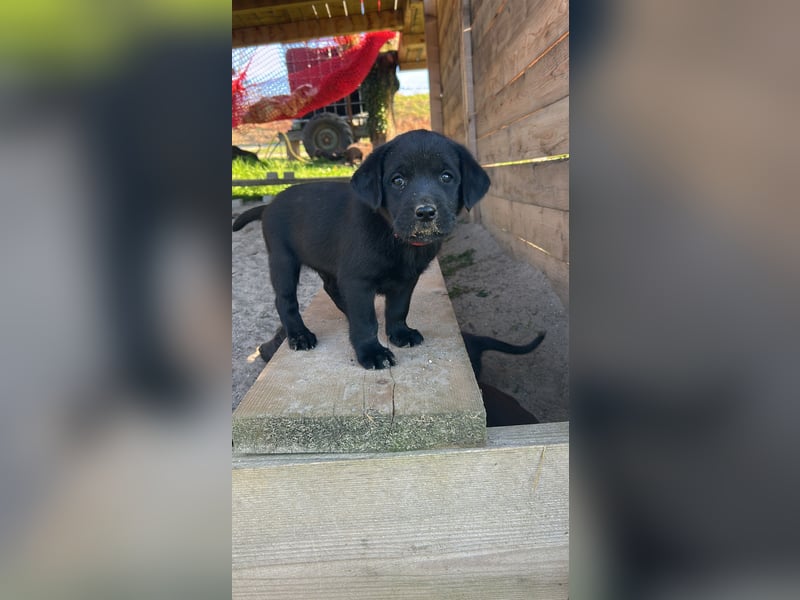 Labrador Welpe schwarz