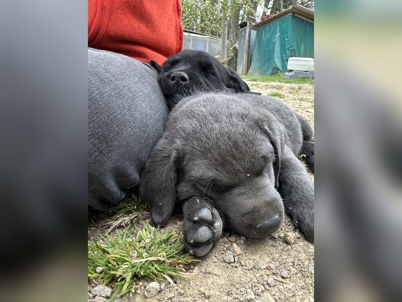 Labrador Welpe schwarz