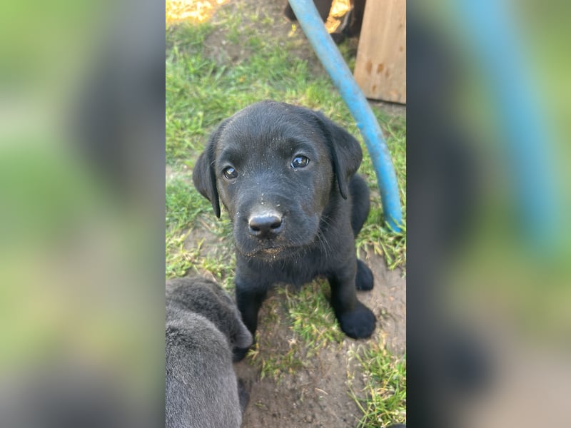 Labrador Welpe schwarz