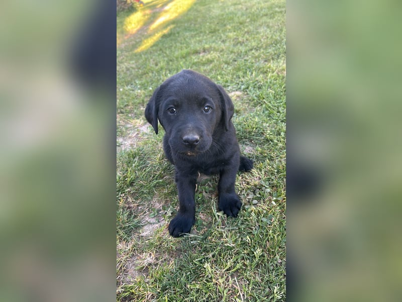 Labrador Welpe schwarz