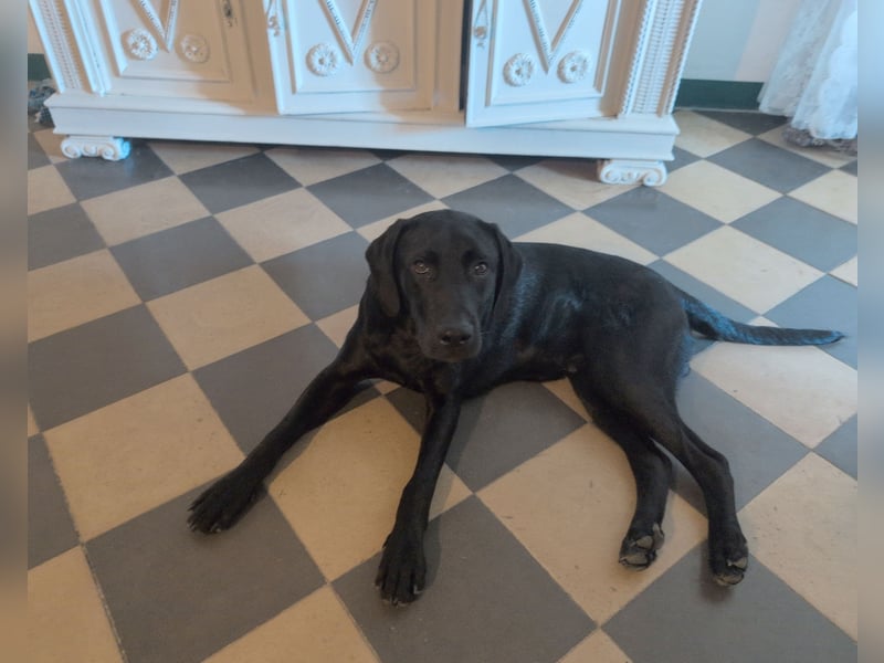 Labrador Mix