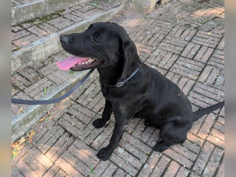 Labrador Mix