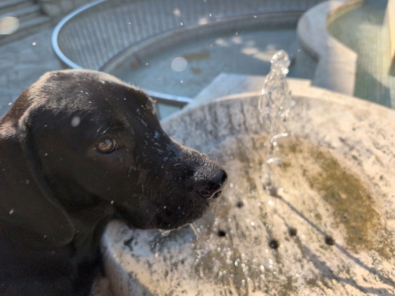 Labrador Mix
