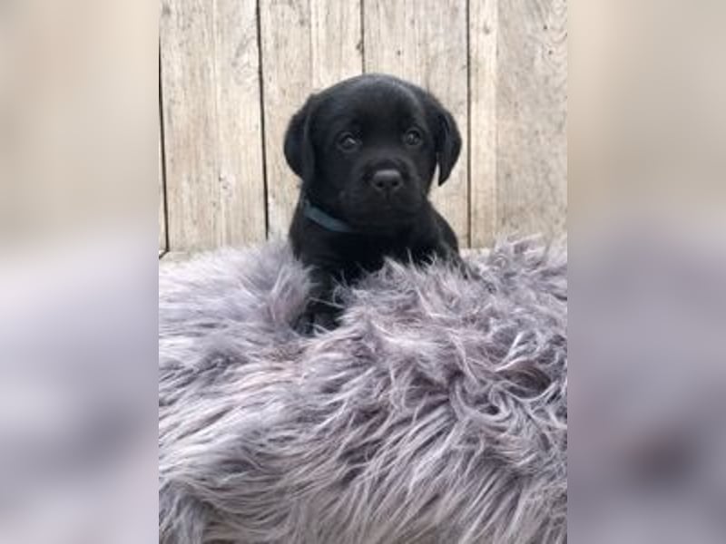 Labrador Retriever Welpen aus DRC / VDH Zucht