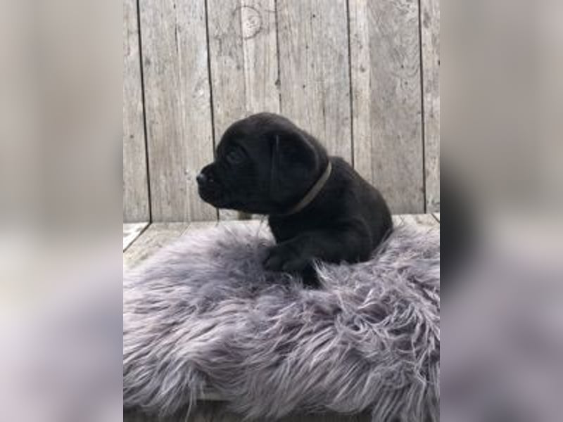 Labrador Retriever Welpen aus DRC / VDH Zucht
