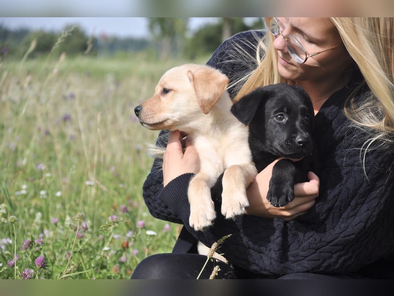 Wunderschöne Labrador Welpen sind noch frei!