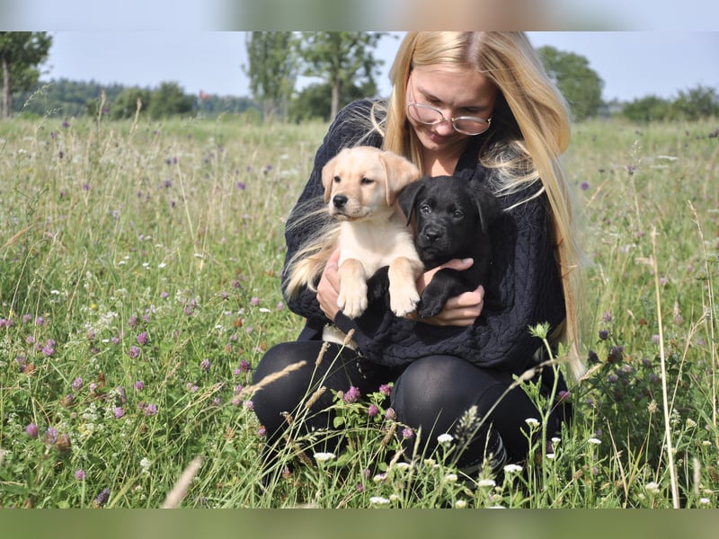 Wunderschöne Labrador Welpen sind noch frei!