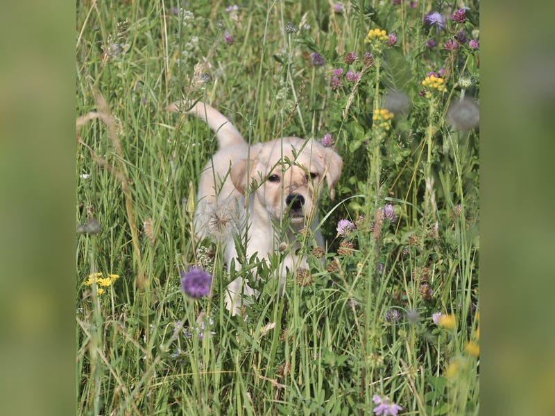 Wunderschöne Labrador Welpen sind noch frei!
