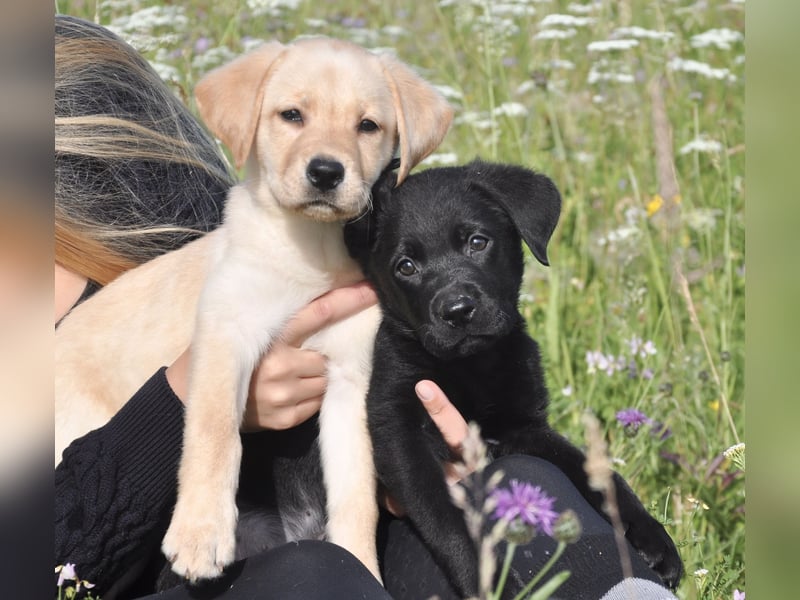 Wunderschöne Labrador Welpen sind noch frei!