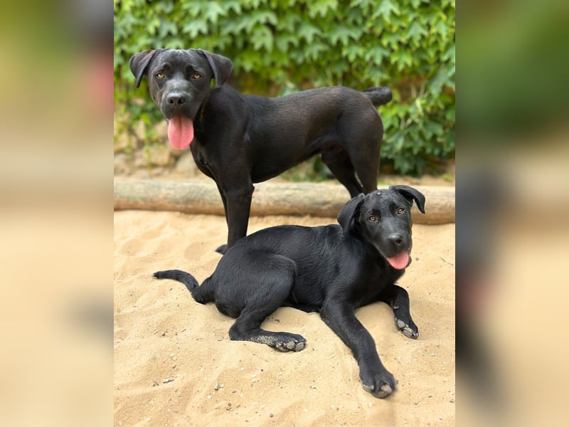BALU – der perfekte Begleiter für Herz & Alltag