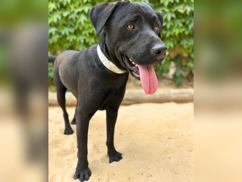 BALU – der perfekte Begleiter für Herz & Alltag
